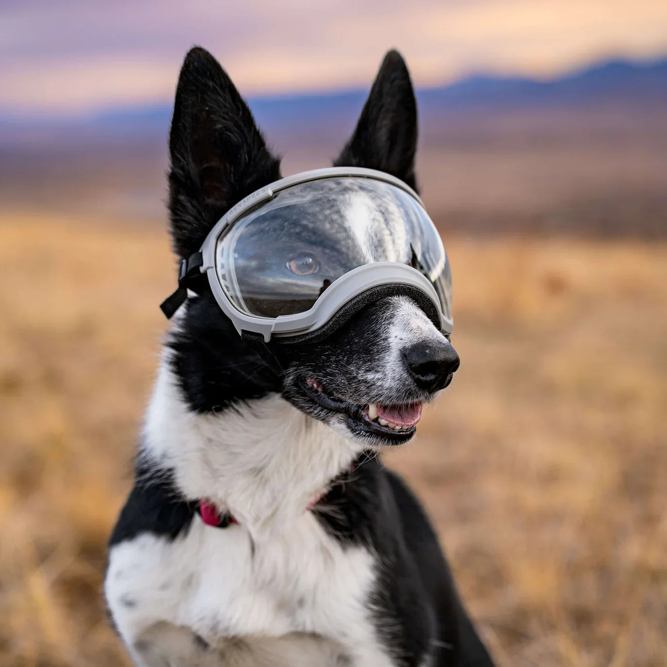 Rexspecs